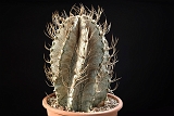 Astrophytum capricorne d. 13 h 23 100.00 €